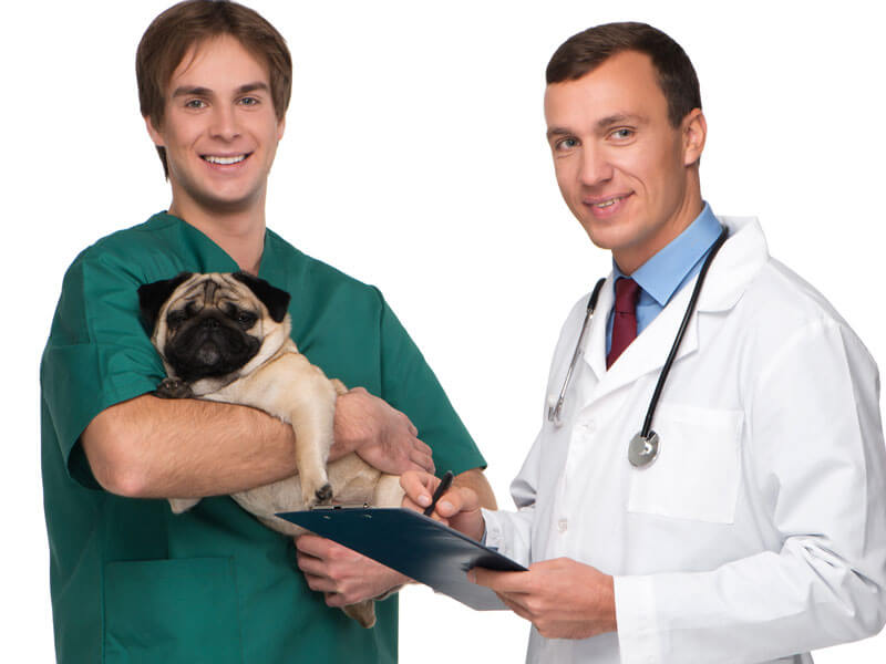 veterinaria